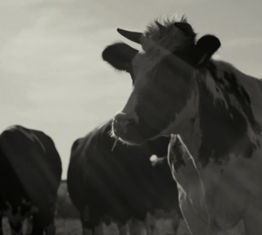 olympos-1999-aspect-ratio-534-480