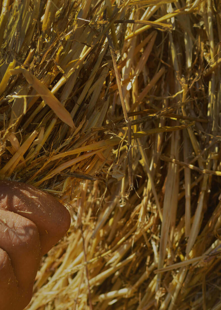 biologikes-farmes2-aspect-ratio-1920-1080