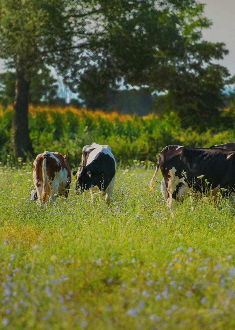 biologikes-farmes3-aspect-ratio-1920-1080