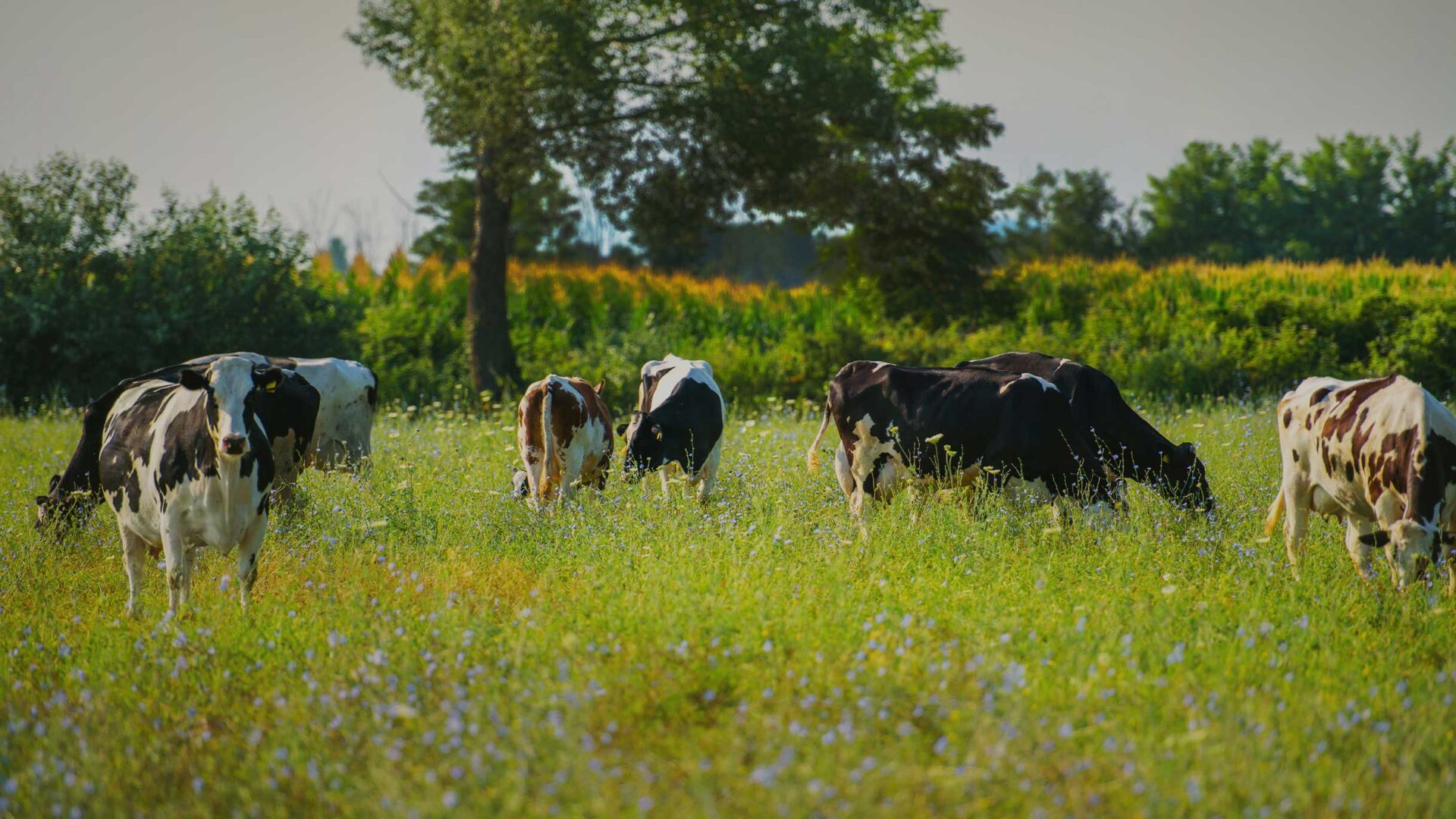 biologikes-farmes3-aspect-ratio-1920-1080