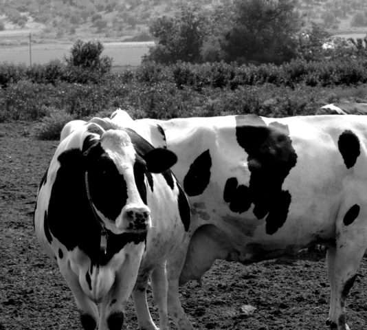 istoria-oxi-sta-metallagmena-aspect-ratio-534-480