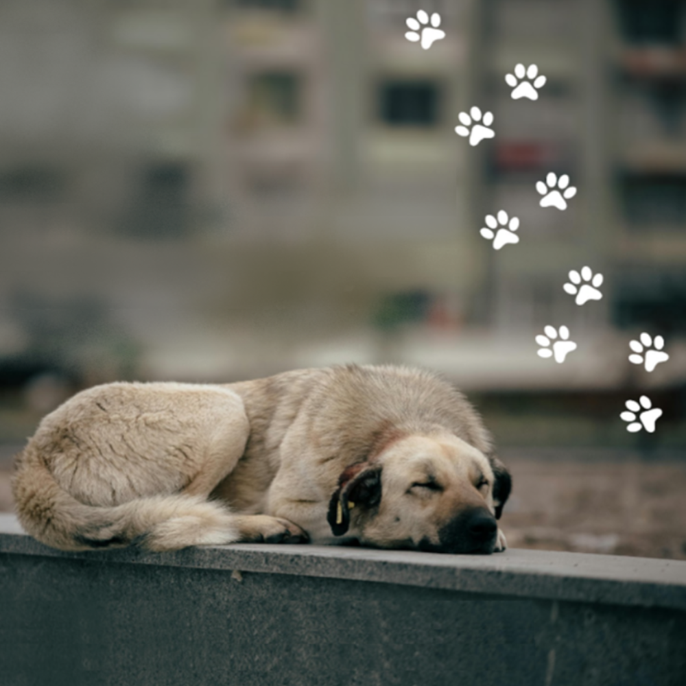 Χωρίς-τίτλο-1-aspect-ratio-1000-1000