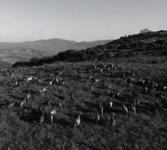 orama-1997-aspect-ratio-534-480