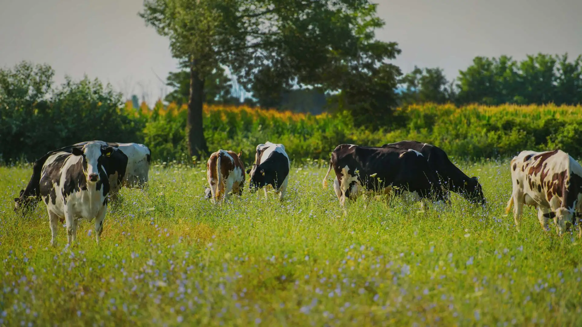 biologikes-farmes3-aspect-ratio-1920-1080