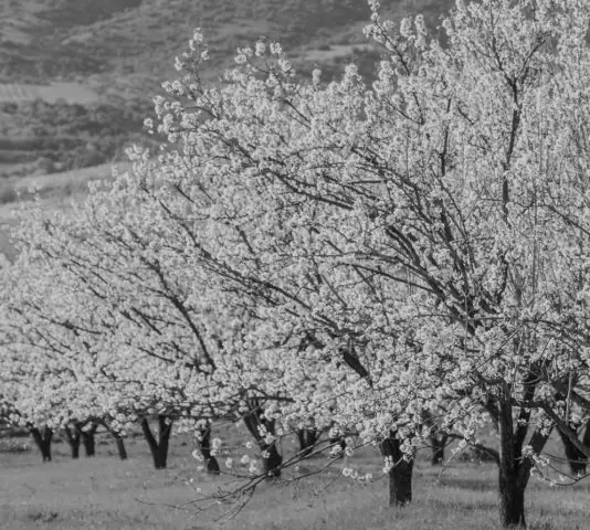 istoria-prota-ellinika-rofimata-aspect-ratio-534-480