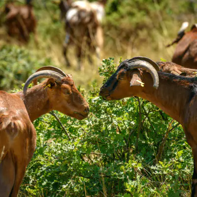 AAA_3788_-scaled-aspect-ratio-400-400