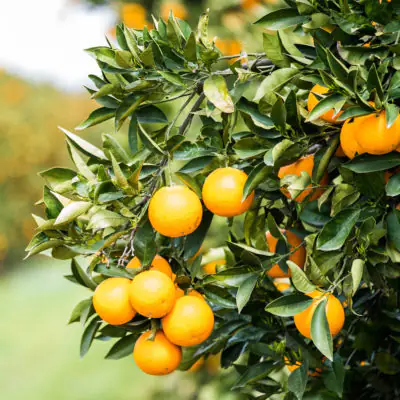 DSCF8227-aspect-ratio-400-400